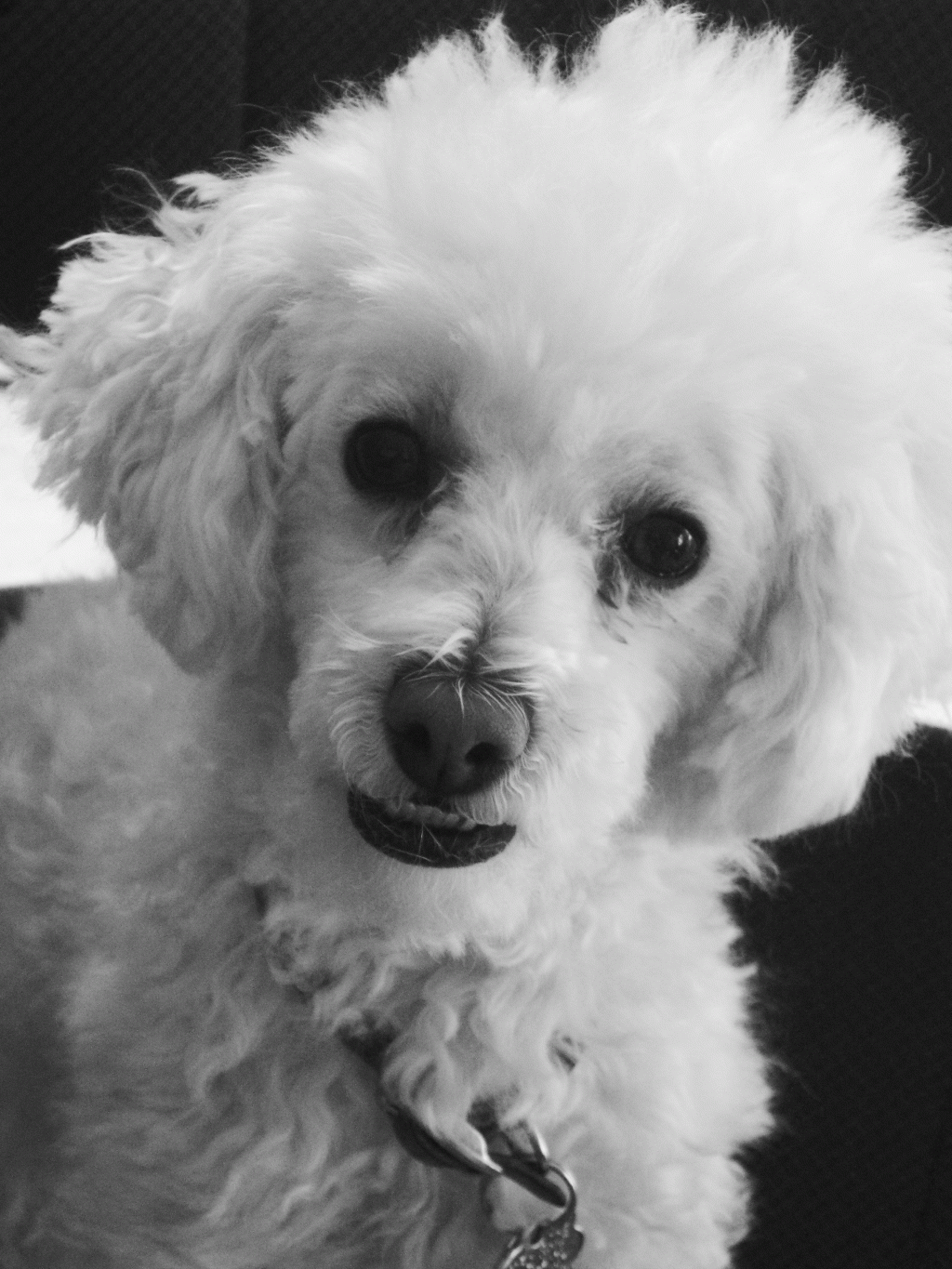 Visite Vétérinaire pour Teddy: Mon Expérience à&nbsp;Montréal