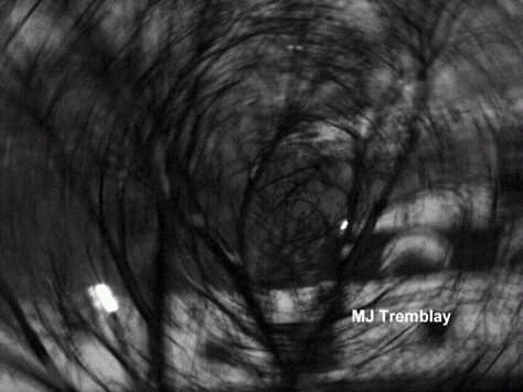 MJ Tremblay Blog Mon 5e court&nbsp;métrage